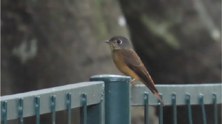 广州一小学生在海珠湿地参加观鸟比赛,结束后发现鸟类新成员,种类数量增至207种 广州一小学生在海珠湿地参加观鸟比赛,结束后发现鸟类新成员,种类数量增至207种