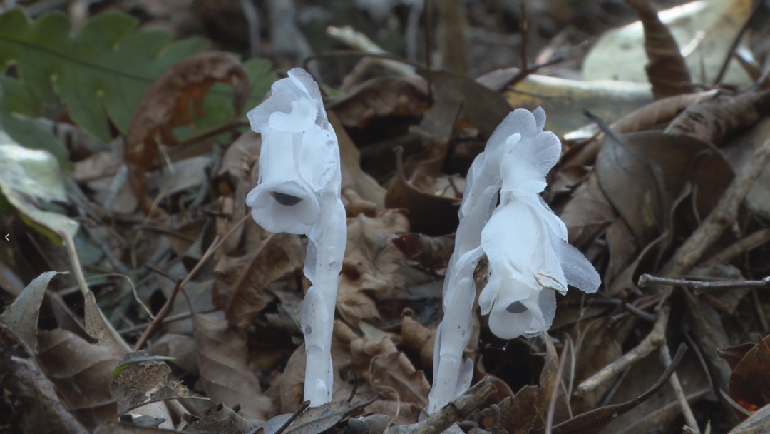 首次出现！罕见“幽灵之花”现身江西乐安， 一次发现60余株