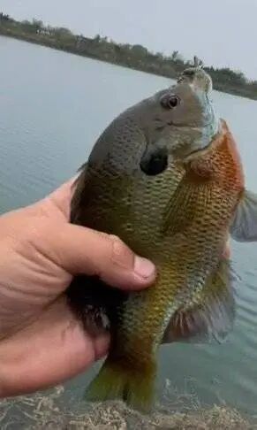 成都多个水库湖泊钓起“黑耳”怪鱼！专家：别放生，系入侵物种，可清蒸红烧