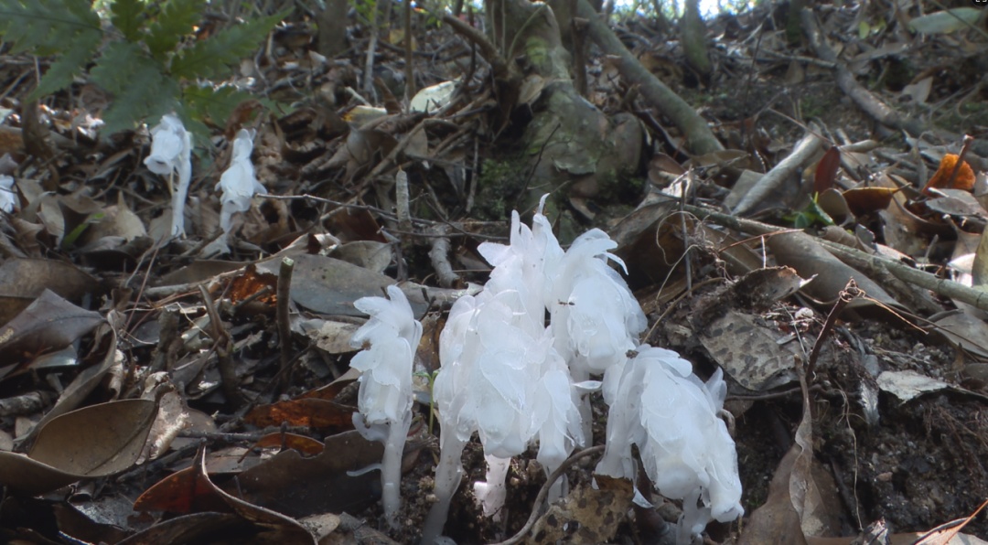首次出现！罕见“幽灵之花”现身江西乐安， 一次发现60余株