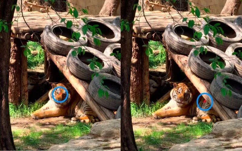 太过分！上海动物园游客用激光笔反复照老虎眼睛？园方回应