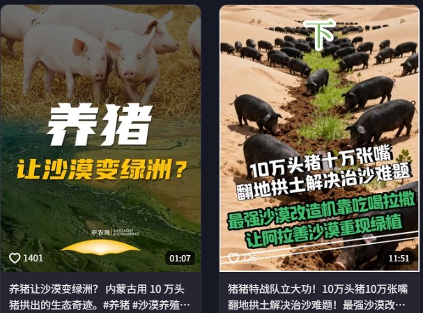 10万头猪进沙漠，三年把漫天黄沙变成绿洲？经查纯属谣言！