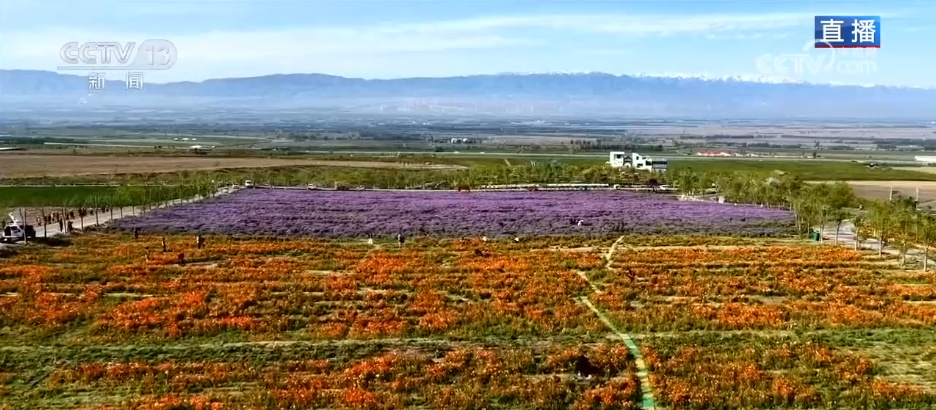 荒山“点绿成金”带动产业兴旺 “生态+”多元融合激活乡村振兴新动能