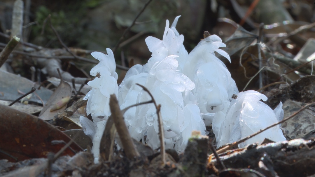 首次出现！罕见“幽灵之花”现身江西乐安， 一次发现60余株