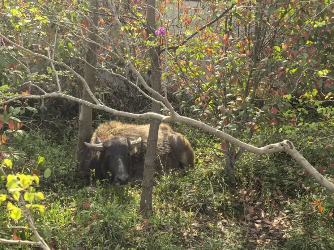 两头水牛“跨省漫游”40公里，在上海“笃悠悠”逛马路，路堵了……