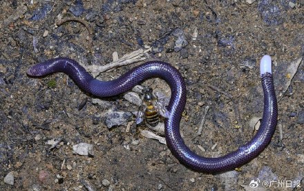 名为蜥蜴却形似蚯蚓？广东鼎湖山首次拍到神秘生物白尾双足蜥