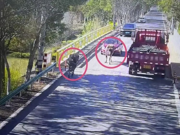 离家出走40公里,两头牛在上海“笃悠悠”逛马路,直接堵车了 离家出走40公里,两头牛在上海“笃悠悠”逛马路,直接堵车了