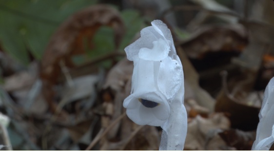 首次出现！罕见“幽灵之花”现身江西乐安， 一次发现60余株