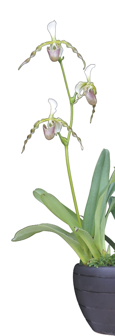 兰花的生存智慧，你知道多少？