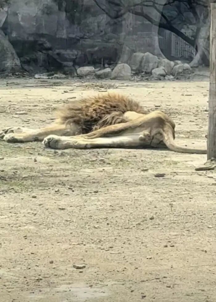 一动植物园狮子被饿成“纸片”？园方：丧偶后40多天几乎不进食