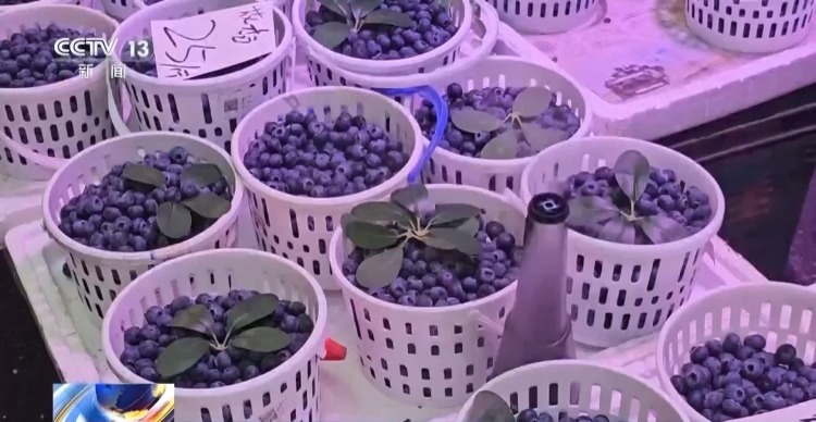 蓝莓能论斤吃吗？医生：不宜过量 三类人群要特别注意