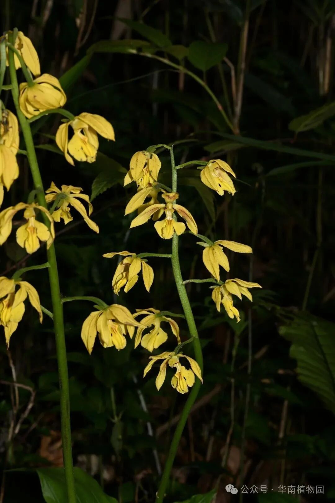 植物界的“金丝猴”!广东首次记录→ 植物界的“金丝猴”!广东首次记录→
