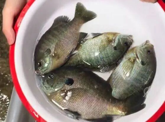 成都多个水库湖泊钓起“黑耳”怪鱼！专家：别放生，系入侵物种，可清蒸红烧