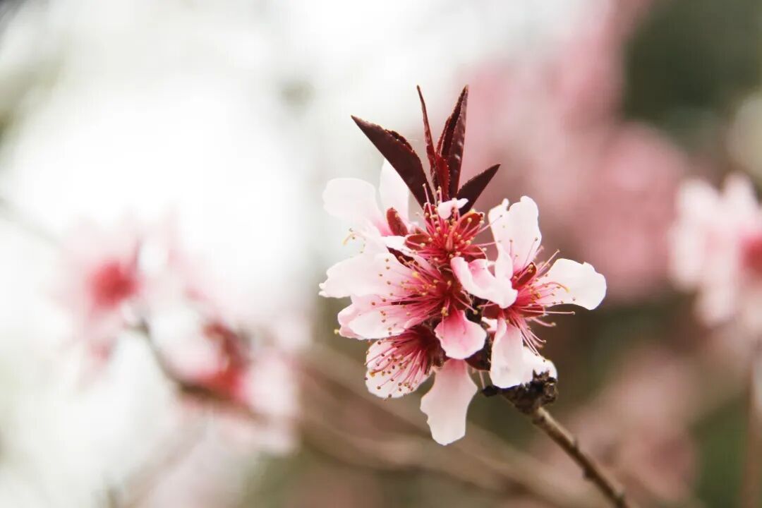 春季过敏，这些用药的坑千万别踩