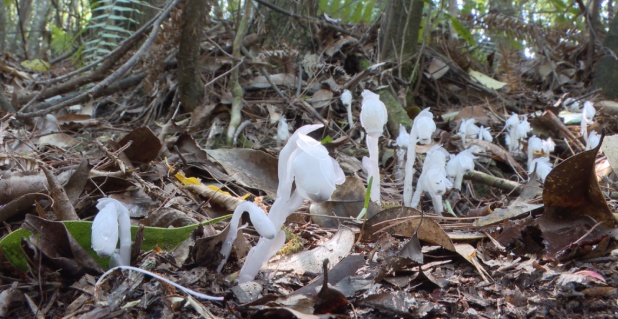 首次出现！罕见“幽灵之花”现身江西乐安， 一次发现60余株
