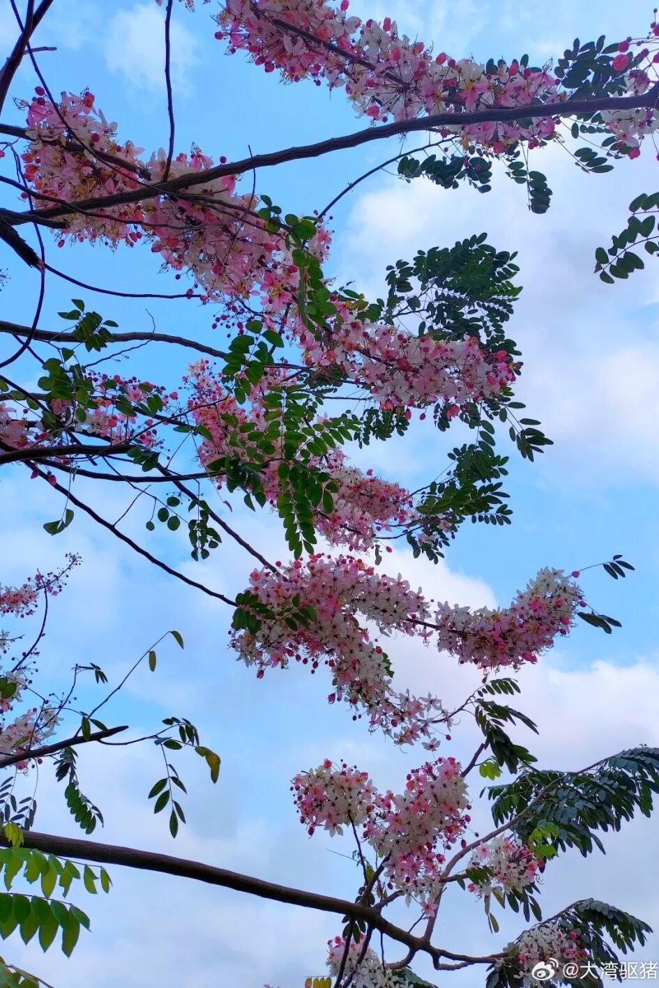 广东宣布:全省入夏!新一轮暴雨大风又要来了,未来深圳天气…… 广东宣布:全省入夏!新一轮暴雨大风又要来了,未来深圳天气……