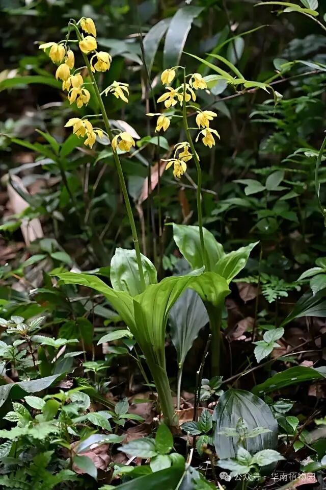 植物界的“金丝猴”!广东首次记录→ 植物界的“金丝猴”!广东首次记录→
