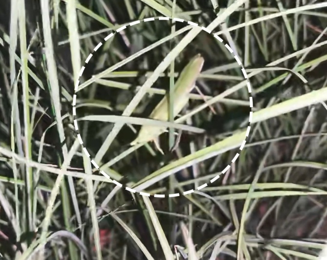 江苏多地出现神秘“电流声”？供电公司连夜排查…