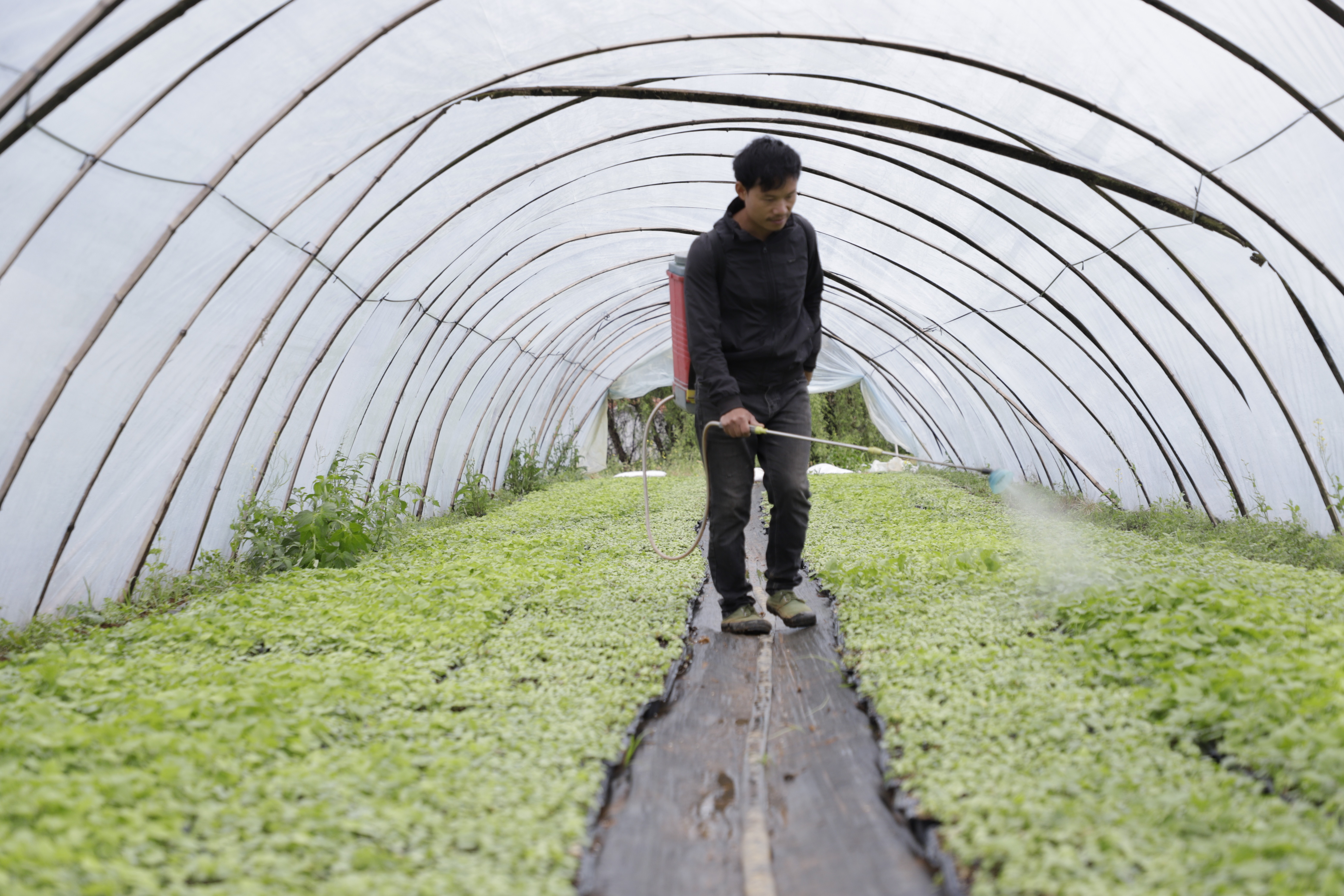 贵州凯里：免费苗+订单收 黄蜀葵助农播下“增收种”