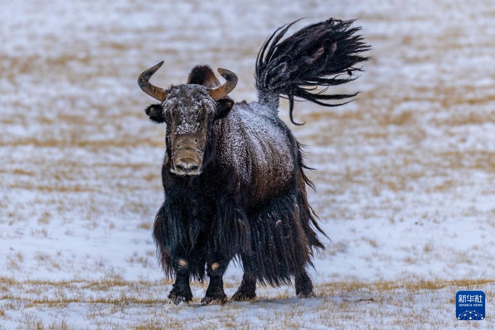 探秘羌塘无人区腹地的“巴毛穷宗”