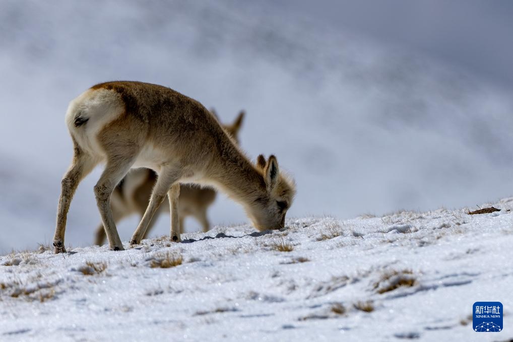 探秘羌塘无人区腹地的“巴毛穷宗”