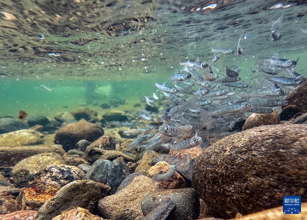 60万尾鱼苗放流图们江