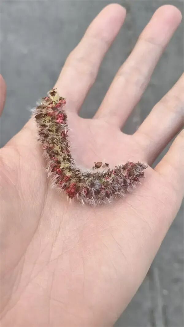 街头又见“毛毛虫”,其实是杨树在授粉 街头又见“毛毛虫”,其实是杨树在授粉
