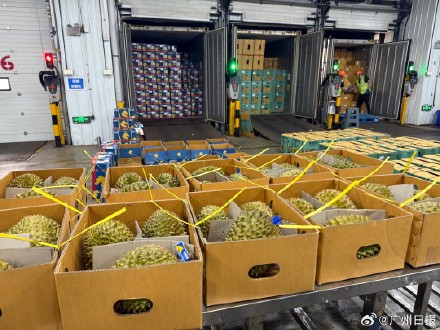 50吨鲜榴莲抵达广州 榴莲从港口到批发市场最快仅需2小时