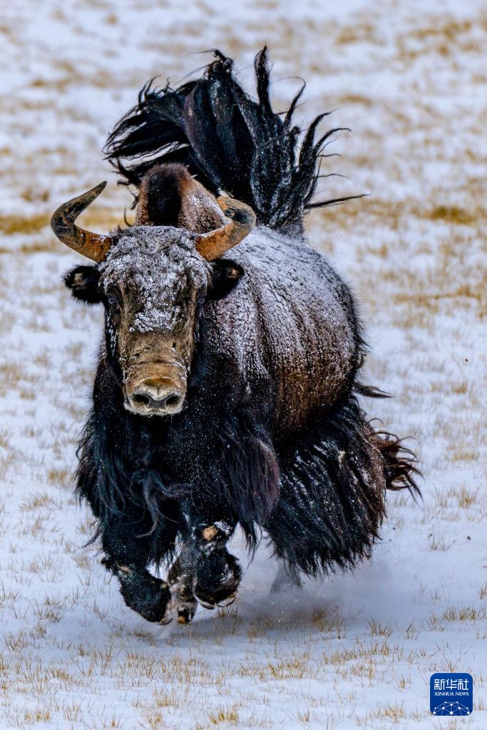 探秘羌塘无人区腹地的“巴毛穷宗”