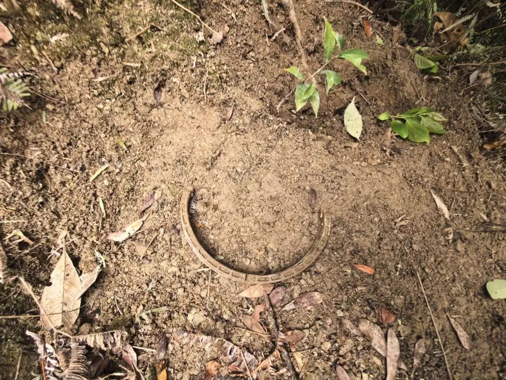 女子私自放置捕兽夹，夹住一只“三有”动物黄麂致其死亡 警方：已被刑拘