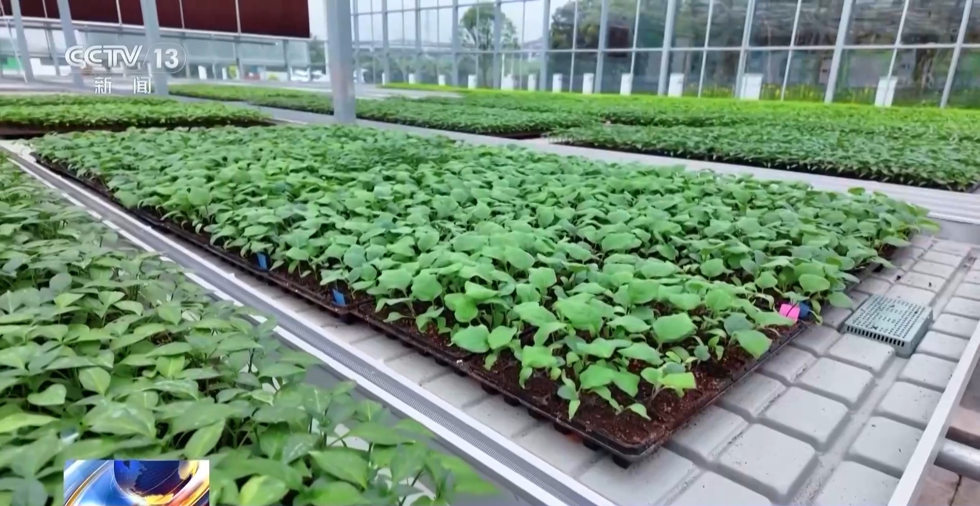 智能化育秧、无人机施肥、机器播种 “智慧春耕”正在进行中 智能化育秧、无人机施肥、机器播种 “智慧春耕”正在进行中