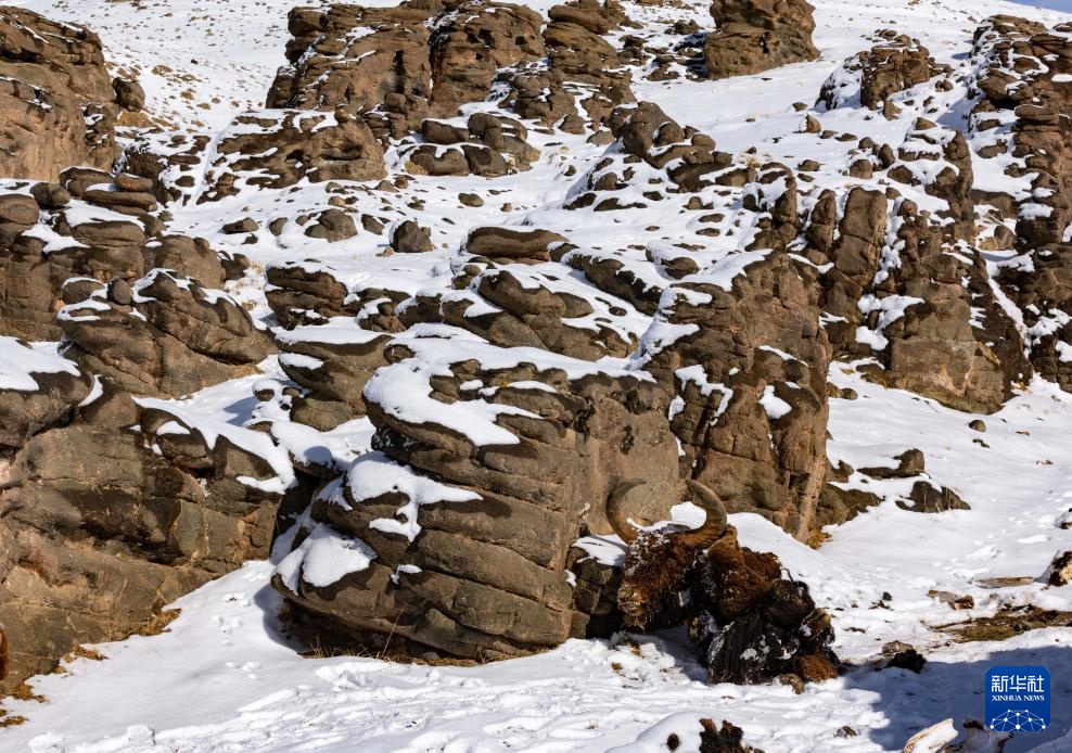 探秘羌塘无人区腹地的“巴毛穷宗”
