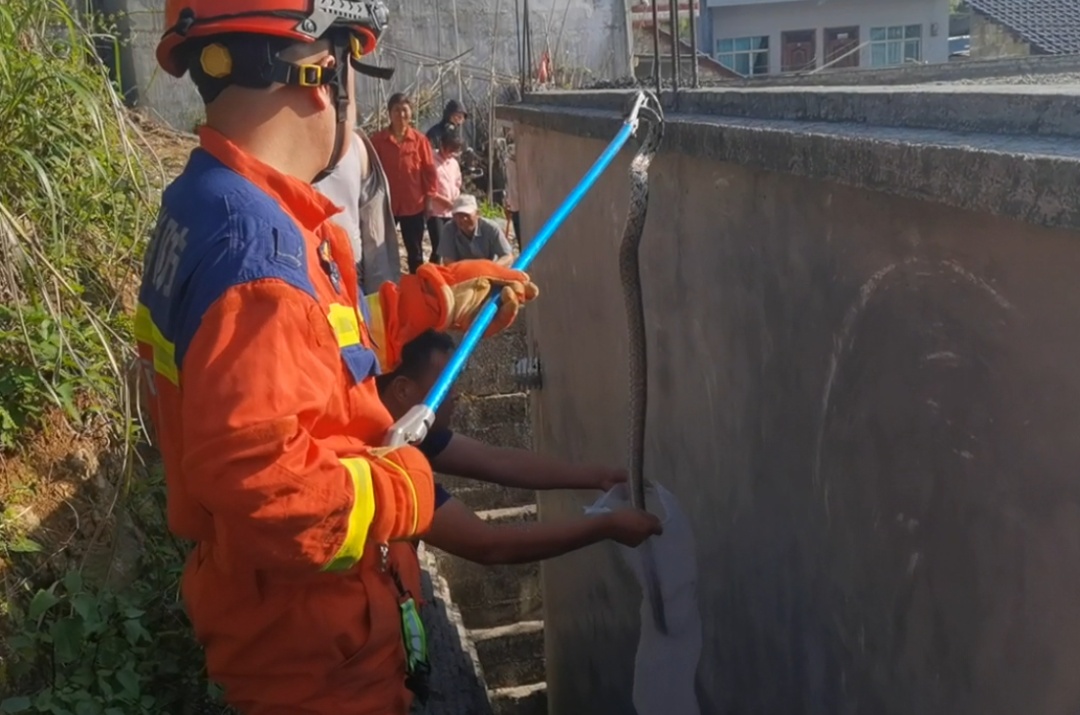 一条、两条、三条!腐叶堆里不断蠕动,居然是蛇在“带娃”? 一条、两条、三条!腐叶堆里不断蠕动,居然是蛇在“带娃”?