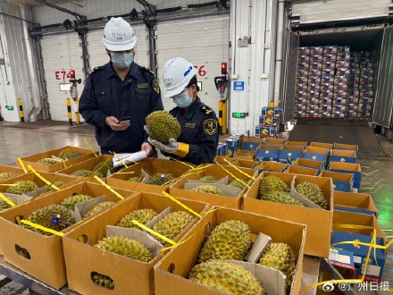 50吨鲜榴莲抵达广州 榴莲从港口到批发市场最快仅需2小时