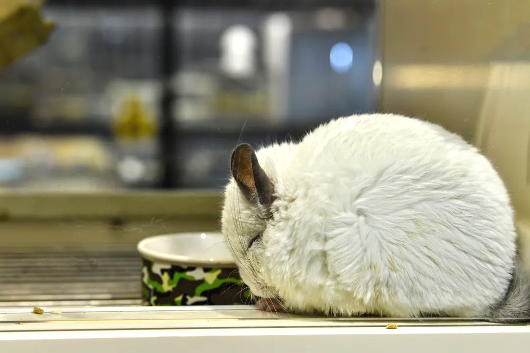 宠物能独自“坐”高铁吗？官方讲解来了！