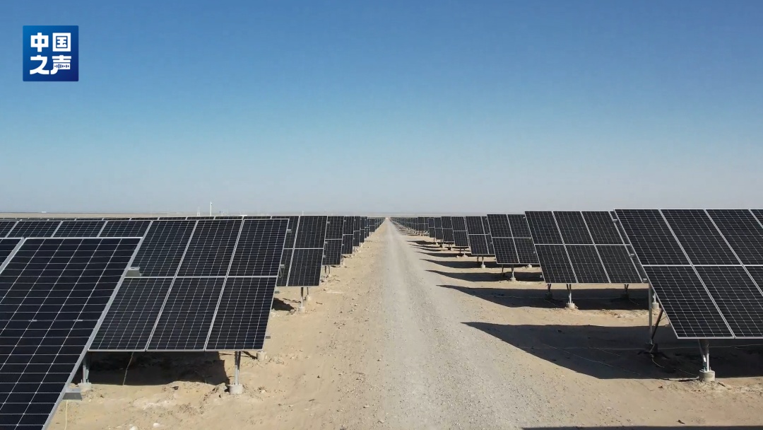 10万头猪让“沙漠变绿洲”？当地回应