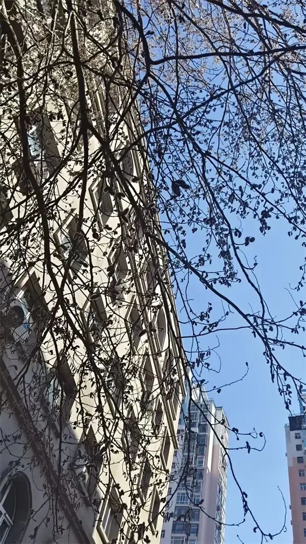 街头又见“毛毛虫”,其实是杨树在授粉 街头又见“毛毛虫”,其实是杨树在授粉