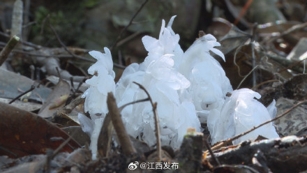 首次出现!罕见“幽灵之花”现身江西 首次出现!罕见“幽灵之花”现身江西