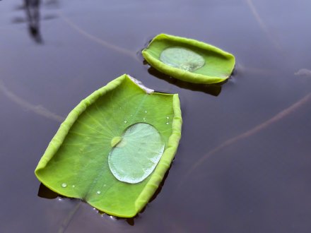好清新的一抹绿！