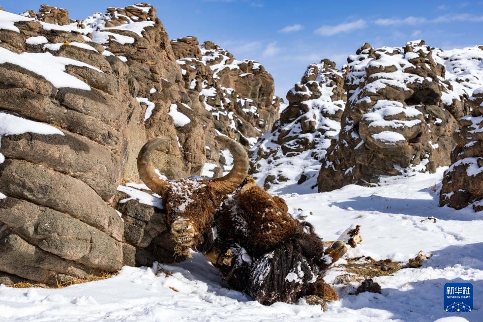 探秘羌塘无人区腹地的“巴毛穷宗”