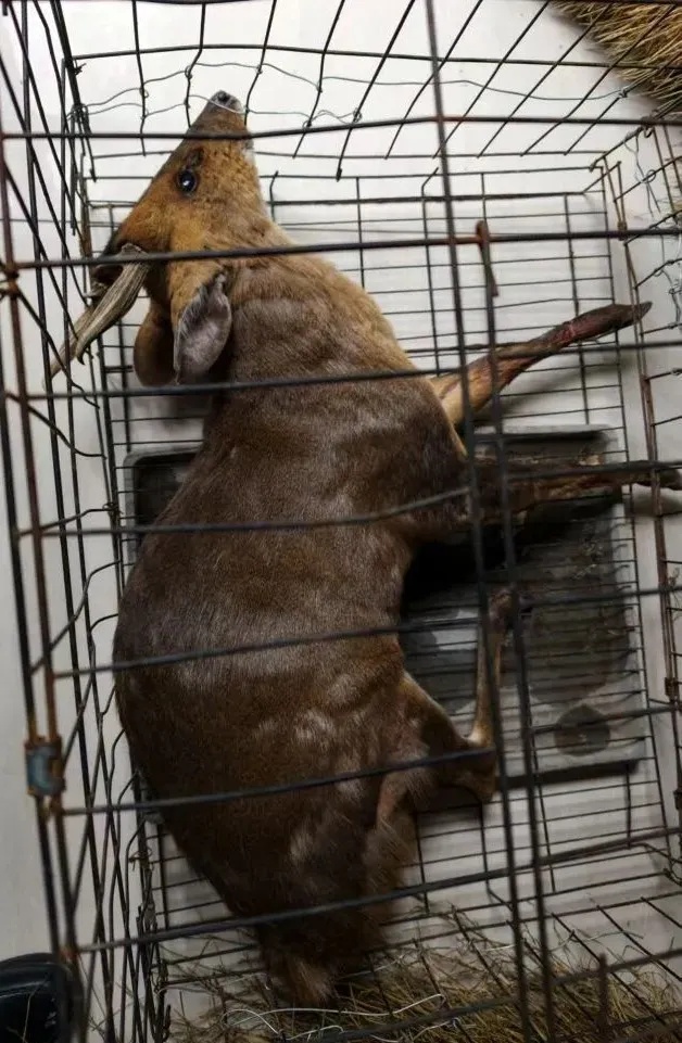 女子私自放置捕兽夹，夹住一只“三有”动物黄麂致其死亡 警方：已被刑拘