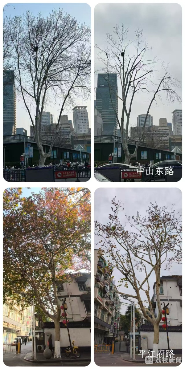 南京启动法桐飘絮治理，“吹剪结合”、遥感AI齐上阵