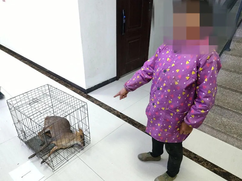 女子私自放置捕兽夹，夹住一只“三有”动物黄麂致其死亡 警方：已被刑拘