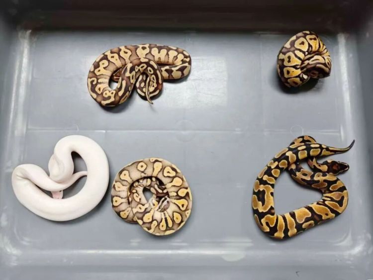 男子将5条活体球蟒用袜子包裹，藏在脚踝、裤子口袋等处，入境被查