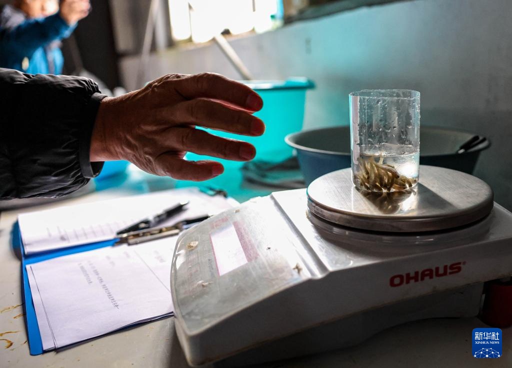 60万尾鱼苗放流图们江