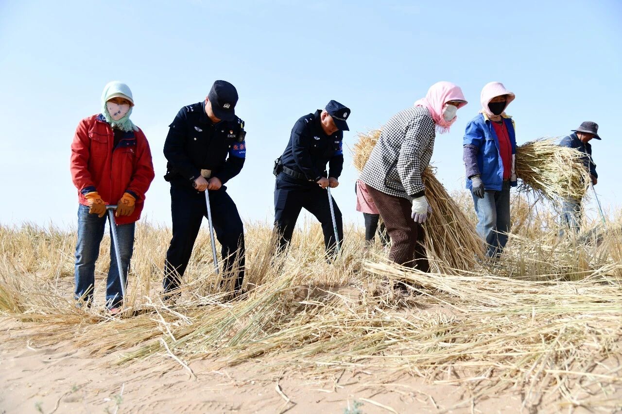 经济热点快评 | “养猪治沙”违背常识和科学,科学治沙容不得半点投机取巧 经济热点快评 | “养猪治沙”违背常识和科学,科学治沙容不得半点投机取巧