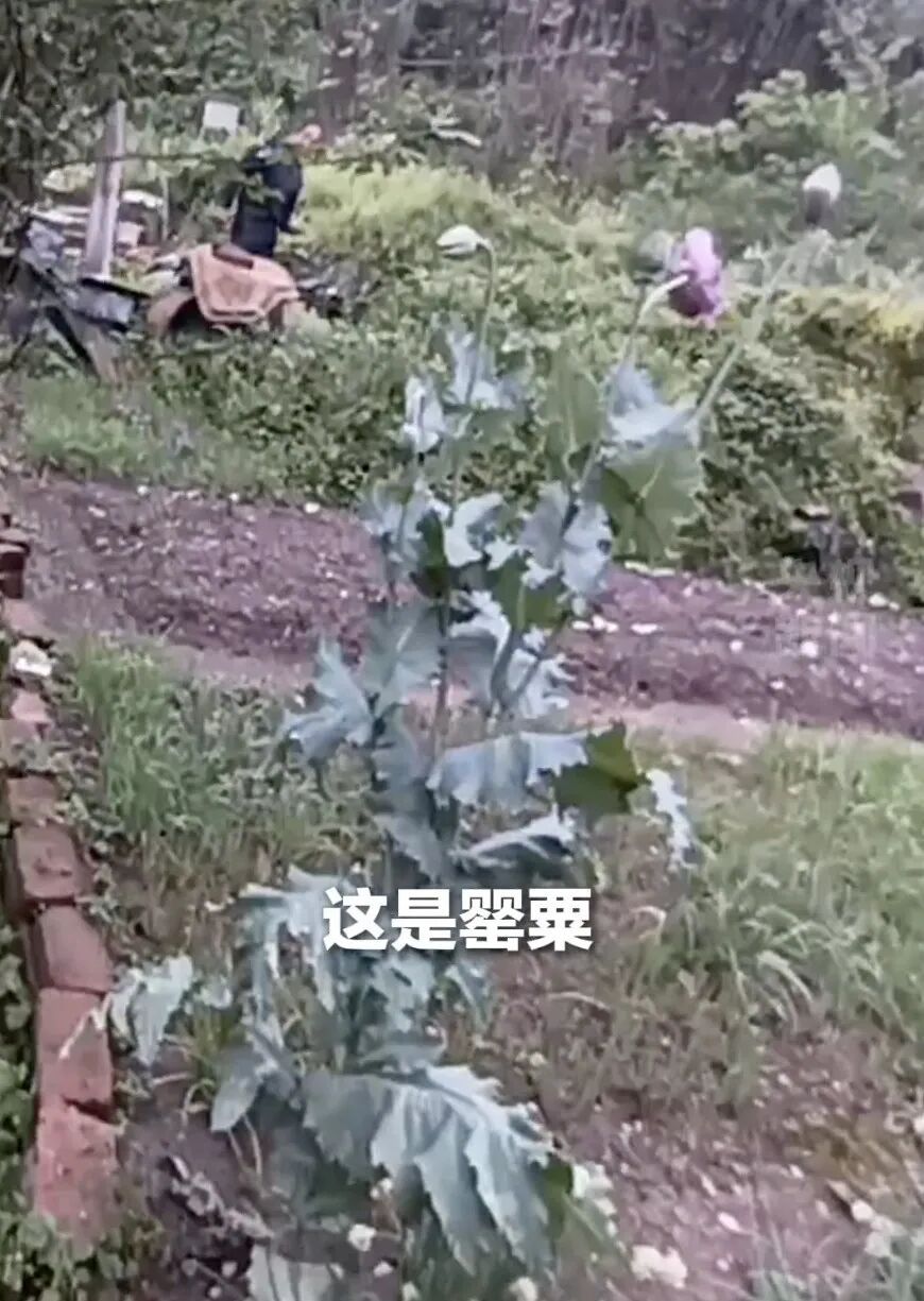 “我们报的警，我们发现了罂粟！”