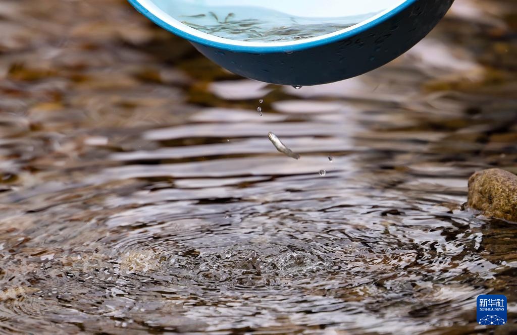 60万尾鱼苗放流图们江