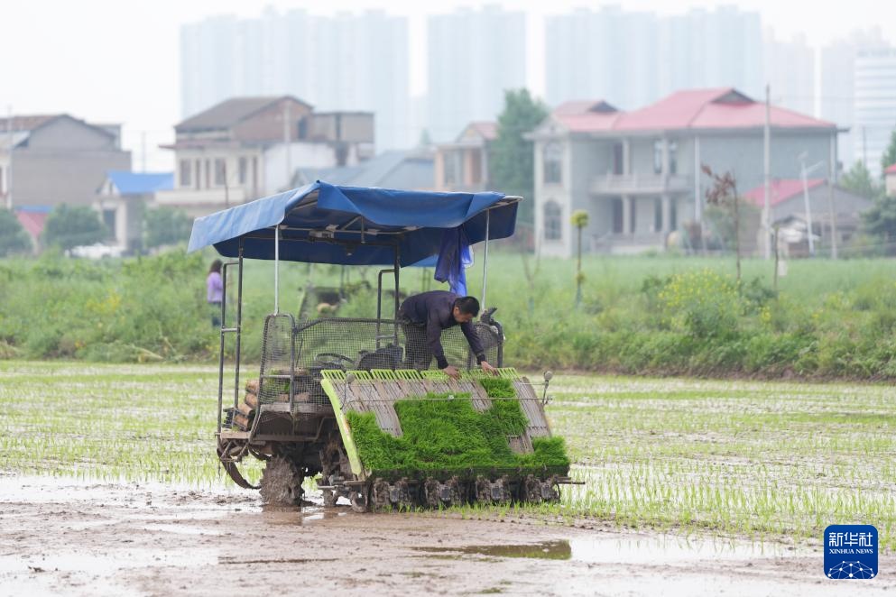 无人驾驶农机助力洞庭湖畔春耕作业
