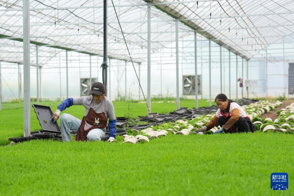 无人驾驶农机助力洞庭湖畔春耕作业